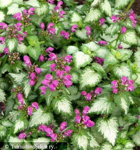 Lamium maculatum 'Beacon Silver'